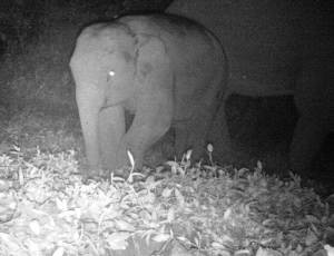 Paul - Asian elephant