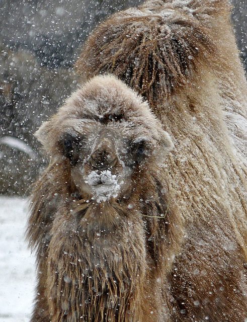 Veterinary Care: The Detroit Zoo in Winter | Detroit Zoological Society Blog