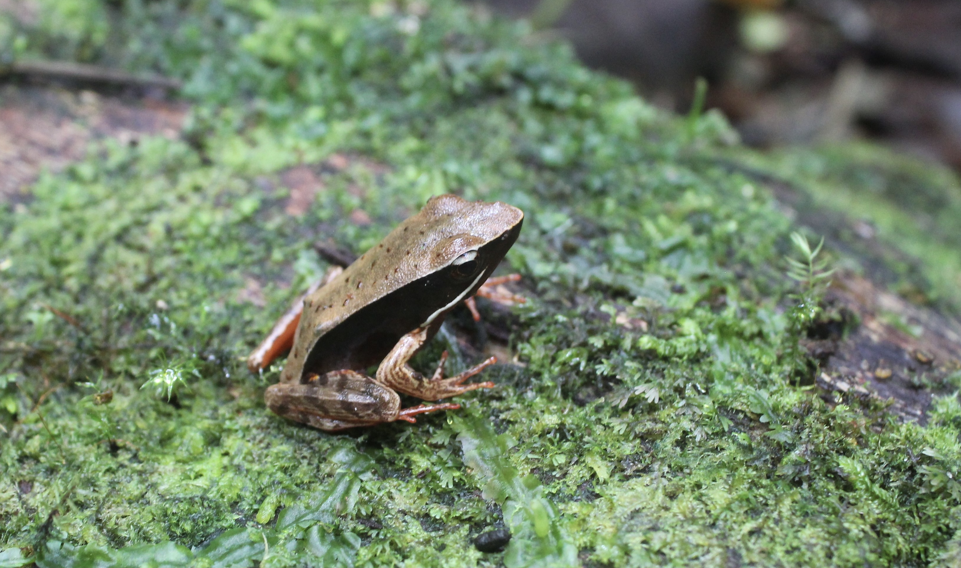 Frog Lays Eggs in Water: Nurturing Life Beneath the Surface